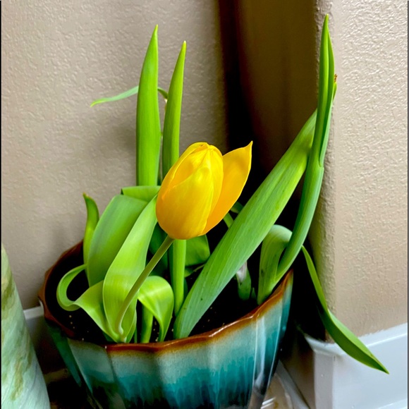 Meet your Posher, Nora - Picture 1 of 1